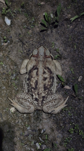 Cururu Toad