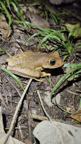 Blacksmith Tree Frog
