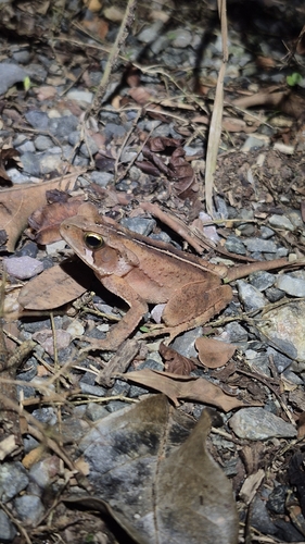 Ornate Forest toad