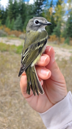 Cassin's Vireo