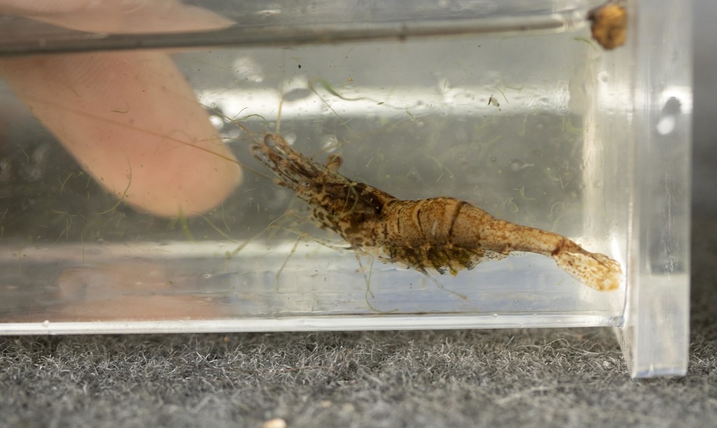 6 Live Ghost Shrimp (Mississippi Grass Shrimp, Palaemonetes kadiakensis)