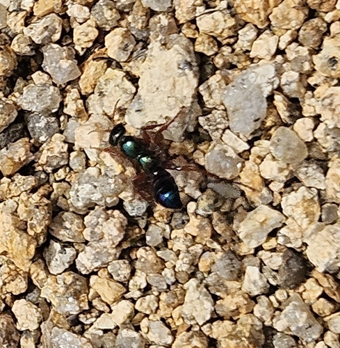 Blue Ant
