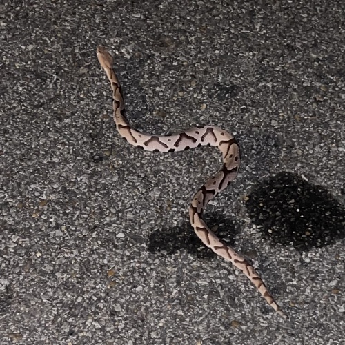 Eastern Copperhead