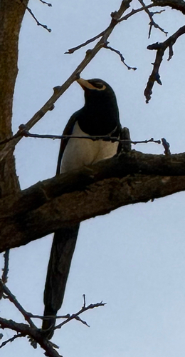 Yellow-billed Magpie