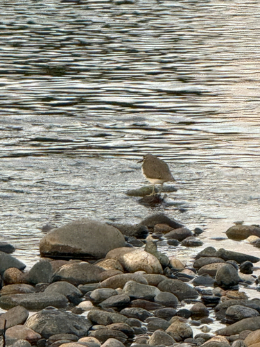 Spotted Sandpiper