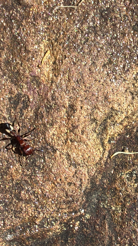 spotted muscleman tree ant