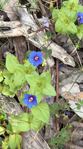 Blue Scarlet Pimpernel