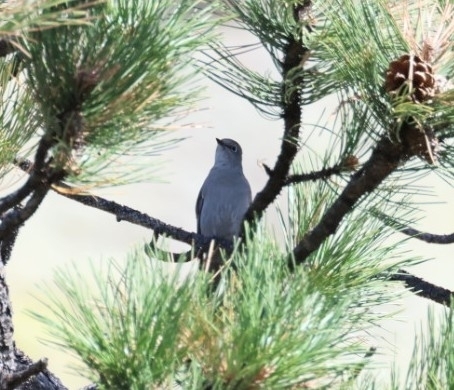 Townsend's Solitaire