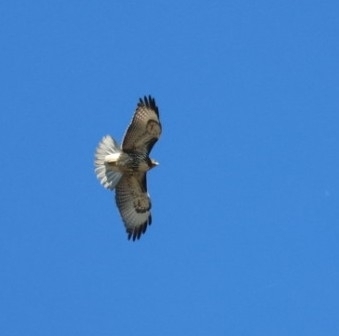 Red-tailed Hawk