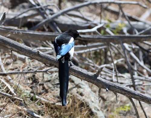 Black-billed Magpie