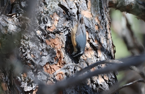 Red-breasted Nuthatch