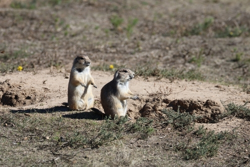 Black-tailed Prairie Dog