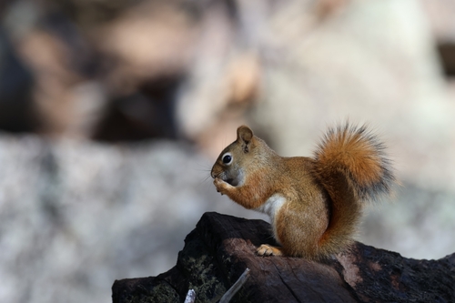 American Red Squirrel
