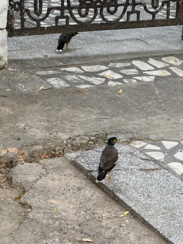 Common Myna