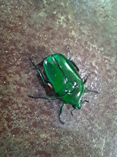 Heterorhina elegans