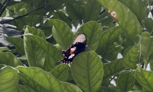 Common Mormon Swallowtail