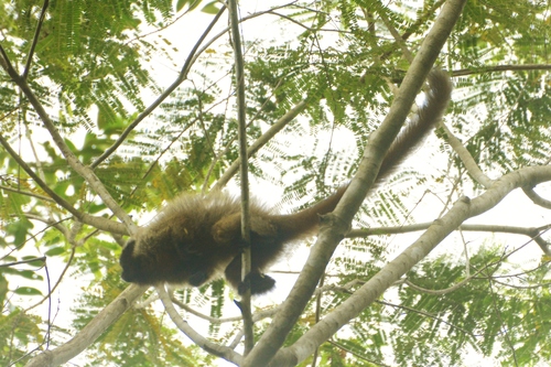 Northern Masked Titi