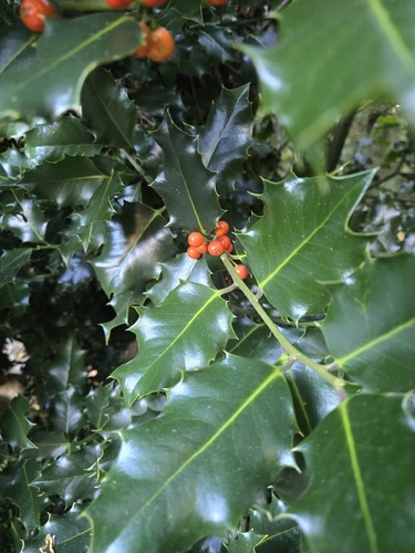 European holly