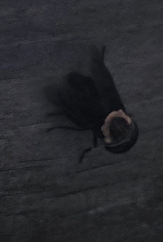 Western Black Horse Fly
