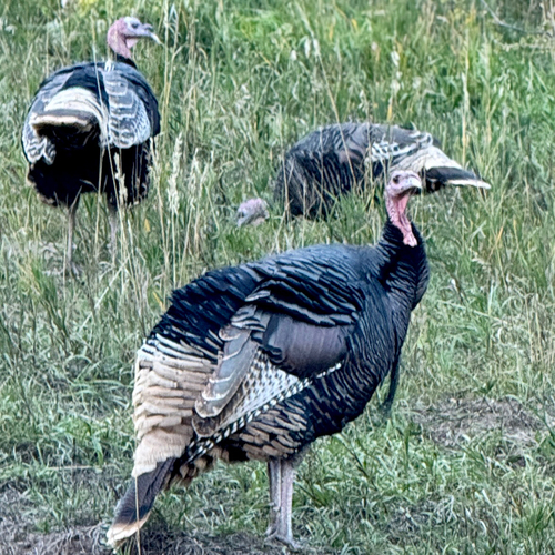 Wild Turkey