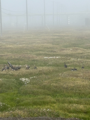 Greater White-fronted Goose