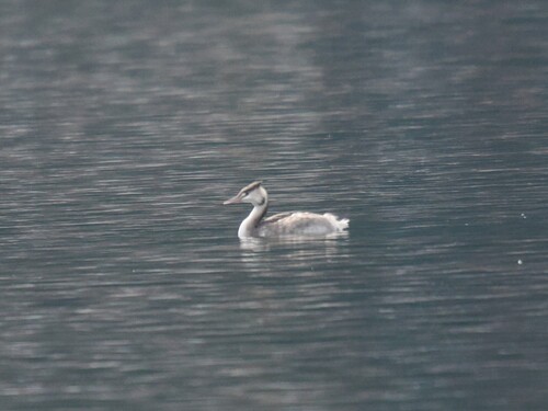 Great Crested Grebe