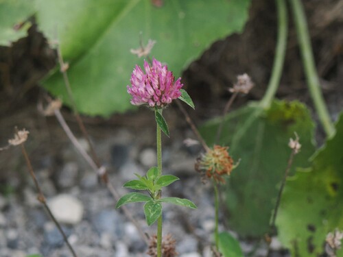 Red Clover