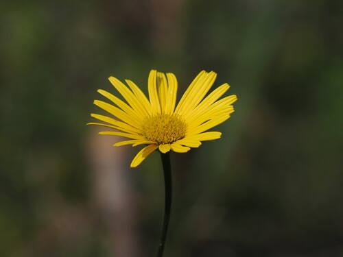 Yellow Oxeye