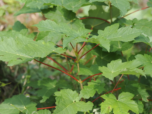 sycamore maple