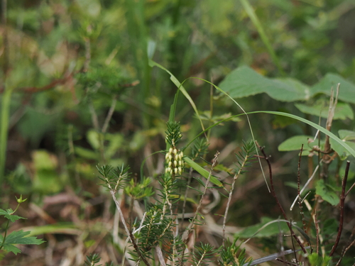 Spring Heath