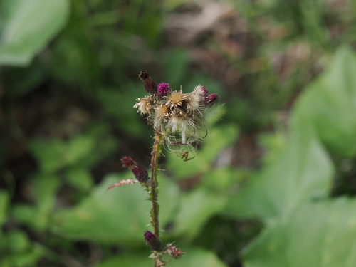 Marsh Thistle