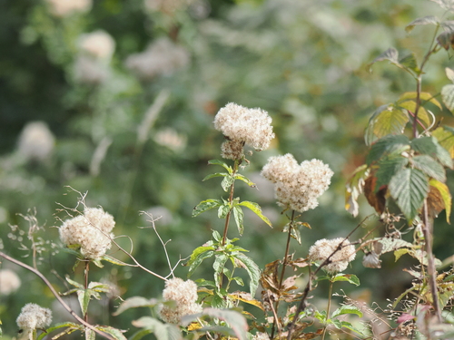 hemp agrimony