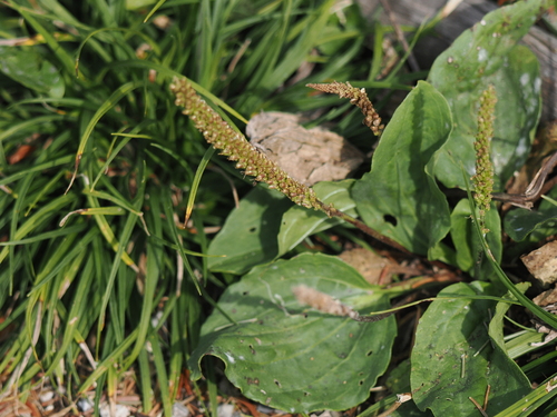 greater plantain