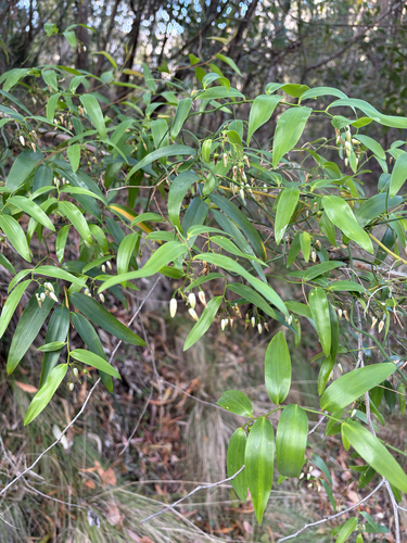 Climbing Lily