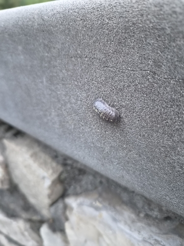 Common Pill Woodlouse