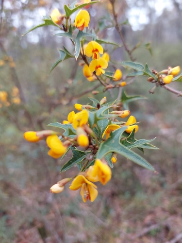 Prickly Shaggy Pea
