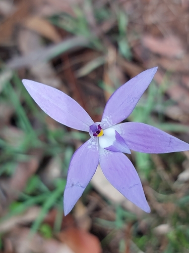 Waxlip Orchid