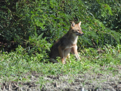 Golden Jackal