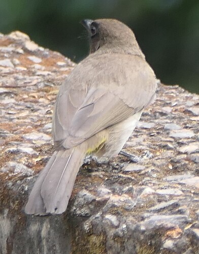 Common Bulbul