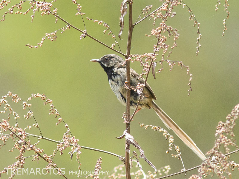 Black-throated Prinia photo