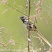 Black-throated Prinia - Photo (c) Ben, all rights reserved, uploaded by Ben