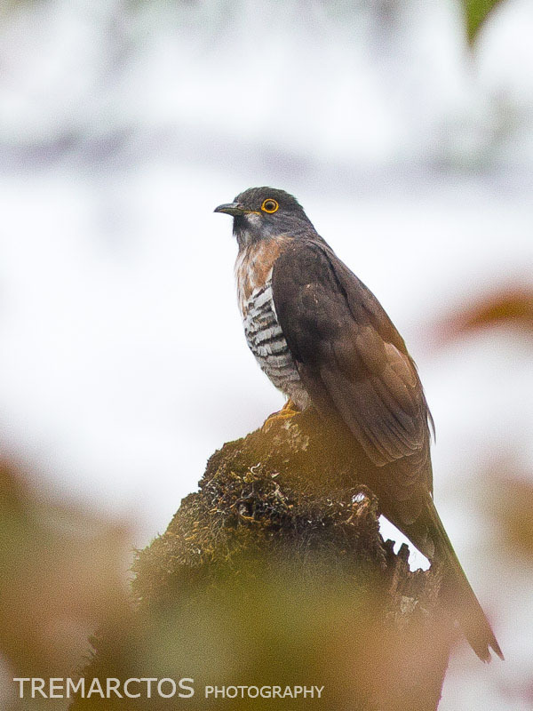 Large Hawk-Cuckoo photo