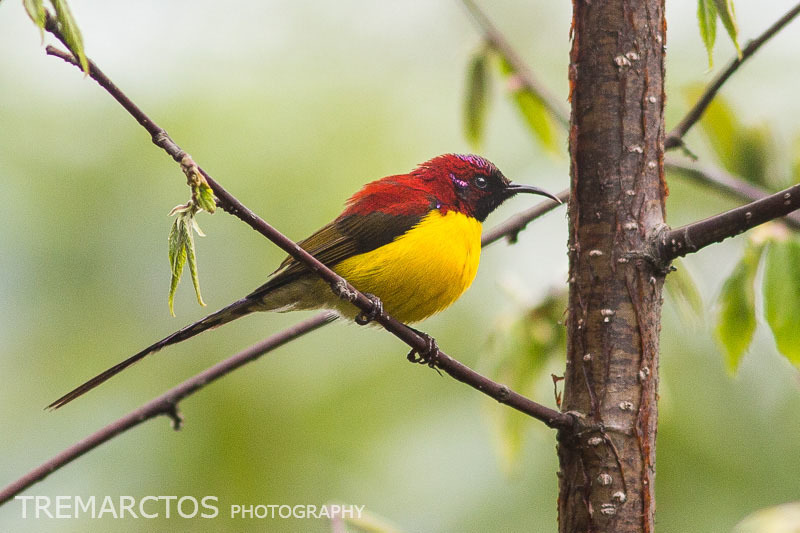 Mrs. Gould's Sunbird photo