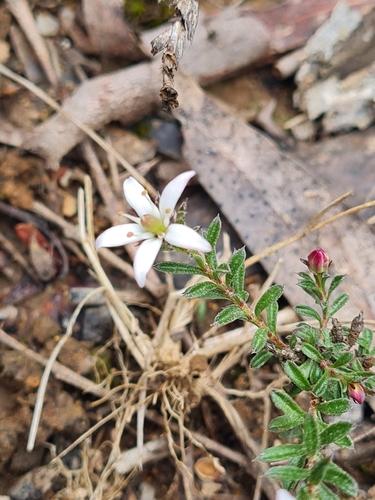 white marianth