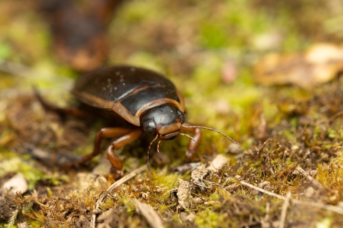 Dytiscus marginalis czerskii