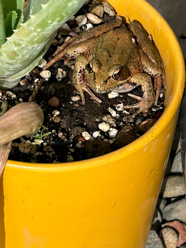 Northern Red-legged Frog
