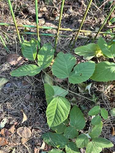 kudzu