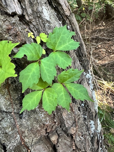 Japanese creeper
