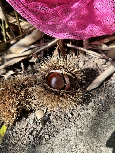 Japanese Chestnut