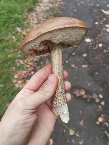 Brown Birch-bolete